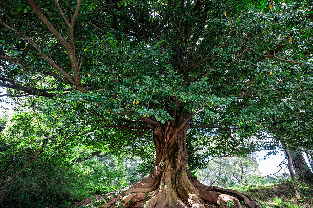 istock A giant tree in a Mystical and beautiful forest 2224425945