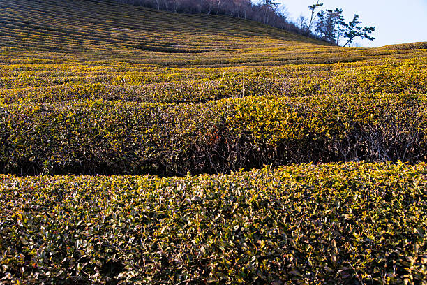 low-angle view of the green tea farm on the hill