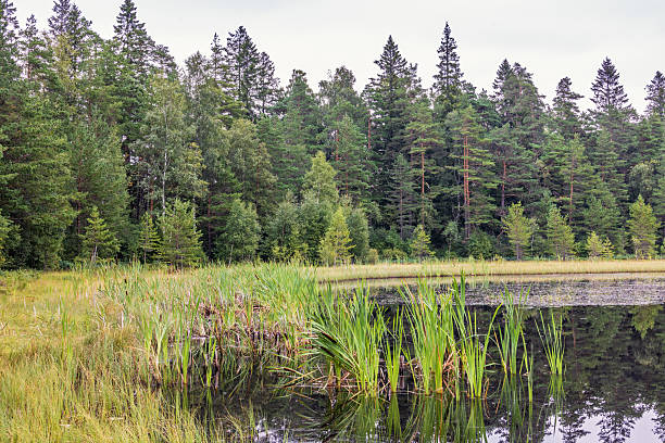 istock Swamp at a forest lake with water plants 2224427431