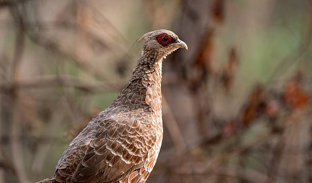 istock Kalij pheasant female bird. 2224427831
