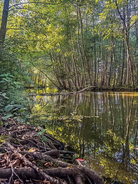 istock Peaceful forest river reflecting green trees in summer nature landscape. 2224429206