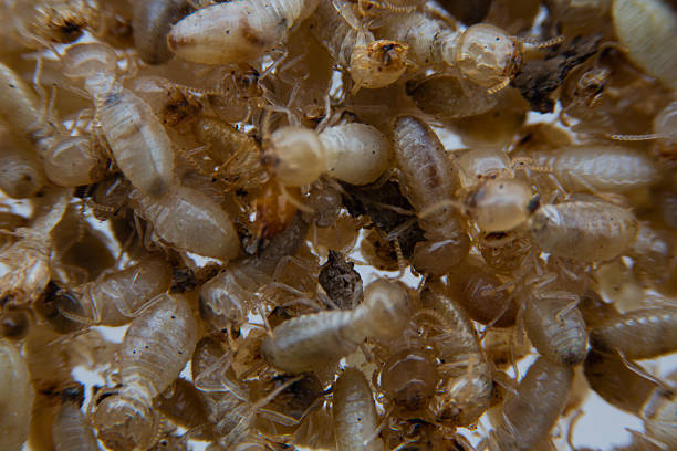 istock Group of termites seen in detailed texture and biological context 2224429366