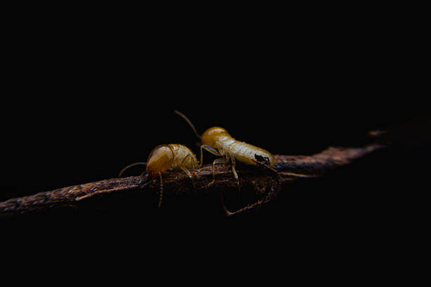 Dark background enhances two termites on wooden surface, revealing pest behavior, biology, and species detail, ideal for science and pest control themes.