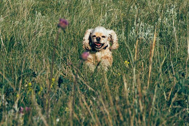 istock happy cocker spaniel dog with light brown fur runs through a grassy field filled with wildflowers 2224430722