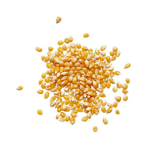 istock pile of dry corn seeds isolated 2224433515