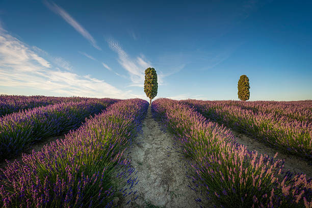 Lavender field and two cypress trees at sunset. Orciano Pisano, province of Pisa, Tuscany region, Italy, Europe