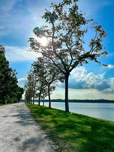Serene Afternoon View With Sunset Over Sand Jogging Track, By Lakeside Reservoir With Tree and Green Grass