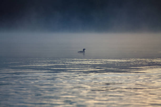 istock A single bird glides silently over the misty lake in the morning light. 2224437251