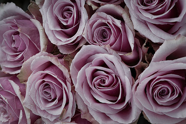 Our Lady Roses have a soft pink color and sweet fragrance. They refer to the simpler and elegance. How lovely they are.