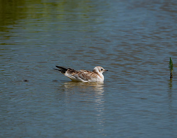 istock A Black-headed Gull (Chroicocephalus ridibundus) on the water at Minsmere, Suffolk, UK 2224437383
