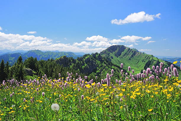 Meadow of flowers in mountain scenery in the Bavarian Alps, a sunny summerday with clear sky and some clouds, summig in background