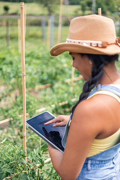 istock vertical Latin farmer woman using digital tablet in tomato plants field 2224440286