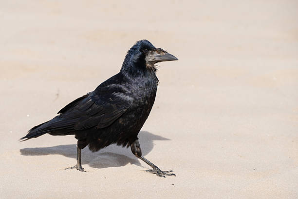 istock Close-up of a rook bird 2224443223