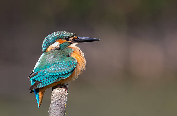 istock Common kingfisher, Alcedo atthis. A bird sits on a branch with its feathers all fluffed up 2224443401
