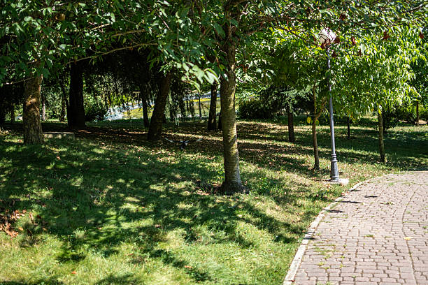 empty natural forest edge landscape summer idyllic grass lawn with trees and green foliage environment