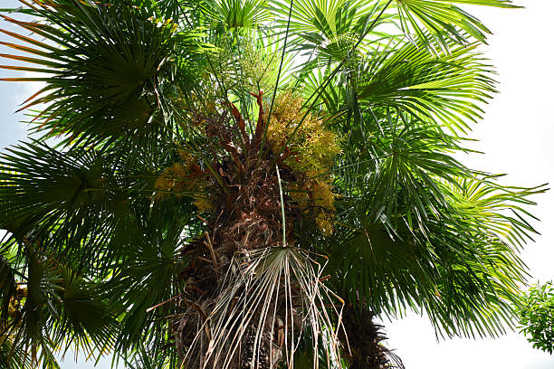 Palm tree with green leaves and white cloudy sky