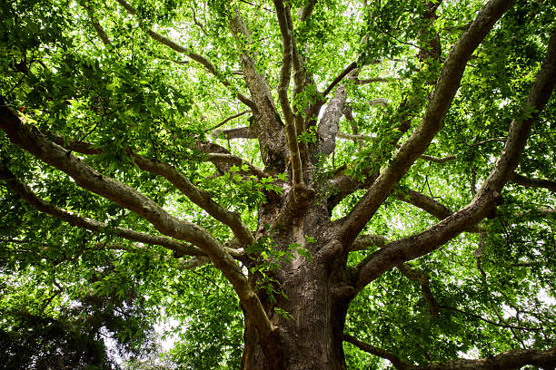 Mysterious deciduous green tree on summer day. Silhouette of old branches and trunk.