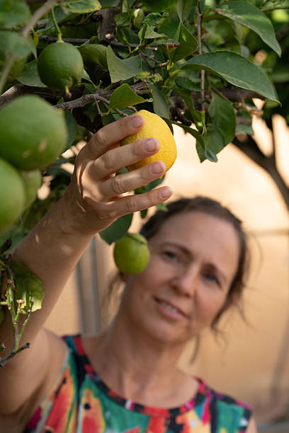 istock Farmer picking ripe lemon from lemon tree branch 2224446514