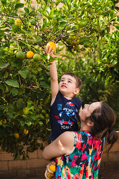 istock Mother holding son picking orange from tree in orchard 2224446519