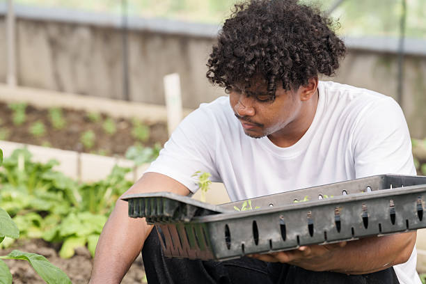 istock Multiracial male student using seedling tray to plant young vegetables in soil while sitting inside greenhouse during school agriculture class developing hands-on skills and observation ability 2224446973