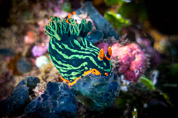 Pikachu Nudibranch (Thecacera pacifica), Lembeh Indonesia