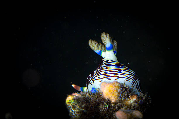 Nembrotha lineolata is a species of nudibranch, a sea slug, a marine gastropod mollusk in the family Polyceridae.