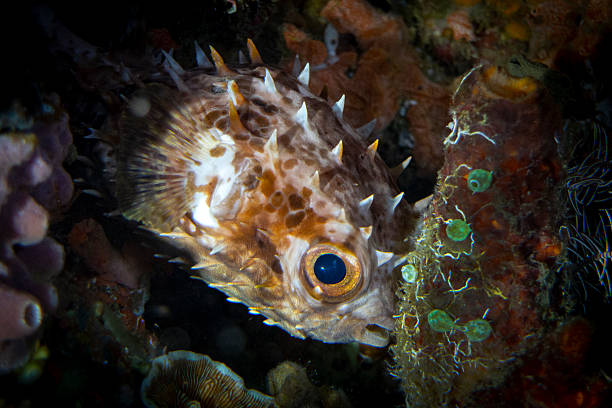The Puffer fish which swims happily.