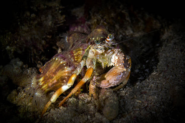istock Anemone Hermit Crab (Dardanus Pedunculatus) stock photo 2224447958