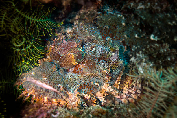 Marine life and the stunning coral colors on the volcanic rock formation at the archipelago of Fernando de Noronha, Pernambuco state - Brazil