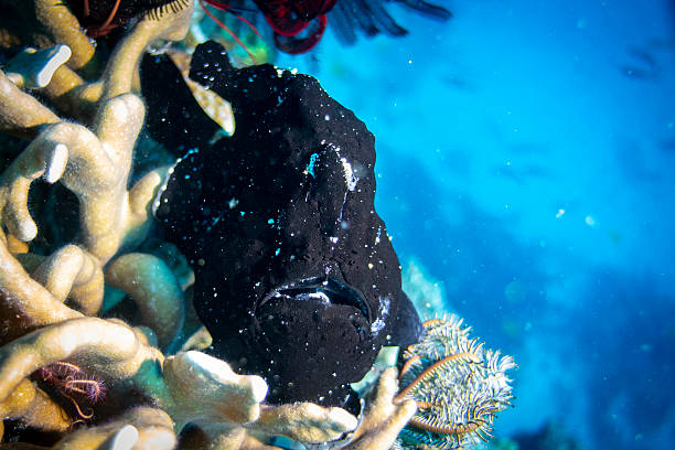 Commerson's frogfish or the giant frogfish, Antennarius commerson, is a marine fish belonging to the family Antennariidae.