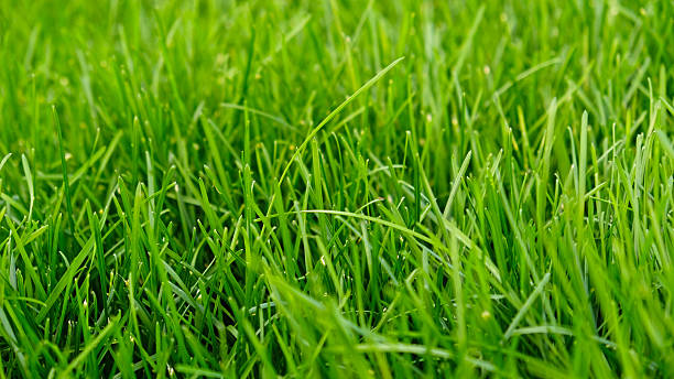 istock Green grass meadow, natural greenery background texture of lawn garden pattern. Lawn for training football pitch, Grass Golf Courses. Perfect for ecology, healthy lifestyle and cleanliness themes. 2224449452