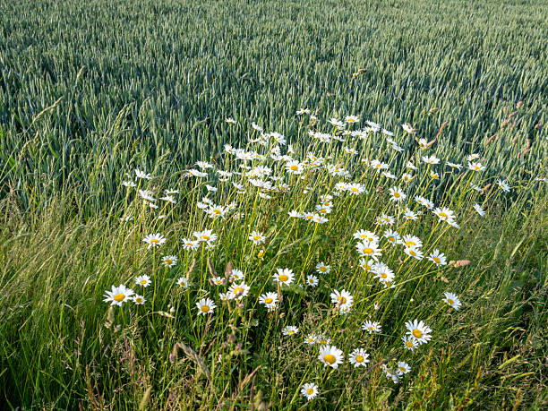 blooming or blossoming daisies next to wheatfield in england