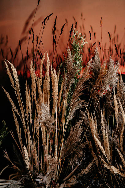 istock Serene dried autumn grasses with warm background at sunset 2224453024