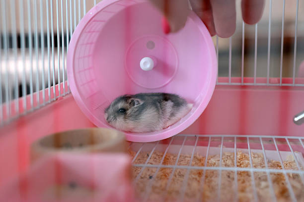 istock People look after and play with the hamster. 2224461179