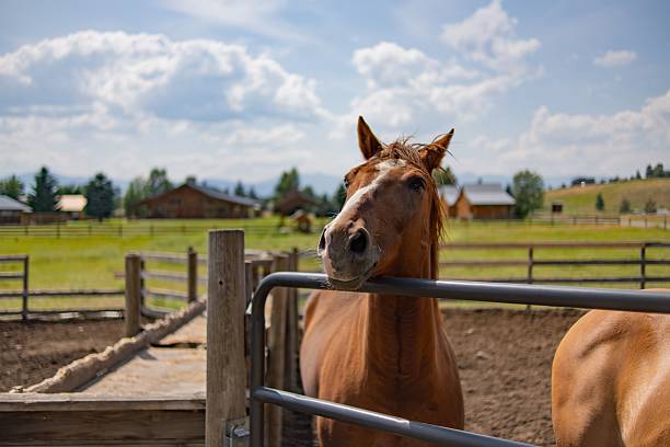 istock Curious horse in rural ranch setting. 2224467669