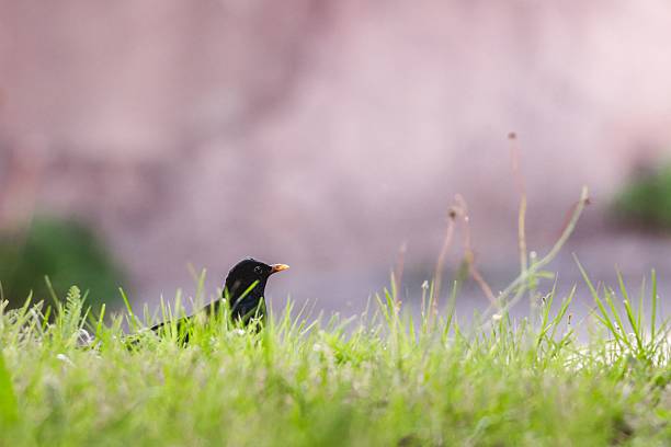 Blackbird in Lush Green Grass