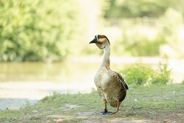A serene view of a goose standing by a lake with lush greenery in the background on a sunny day.