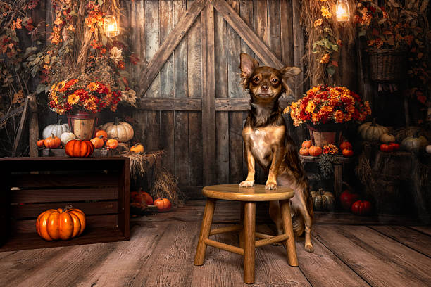 Alert small dog with upright ears stands on a wooden stool in front of a rustic barn with pumpkins, mums, and warm fall décor. A festive seasonal portrait perfect for autumn cards and pet content.