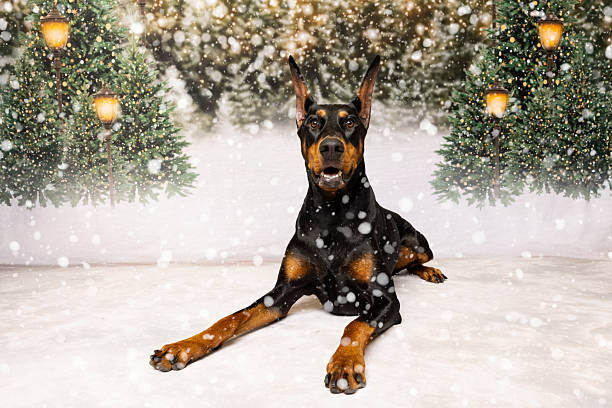 Alert Doberman lies in a snowy winter forest surrounded by pine trees and glowing lanterns. A striking seasonal portrait ideal for holiday cards, pet photography, and winter-themed campaigns.