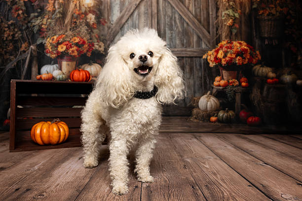 istock White Poodle Posing in Rustic Autumn Barn Scene 2224471552
