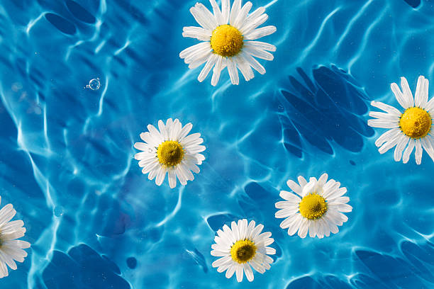istock Chamomile flowers floating on blue background, drop stains on water. Copy space. Background 2224472261