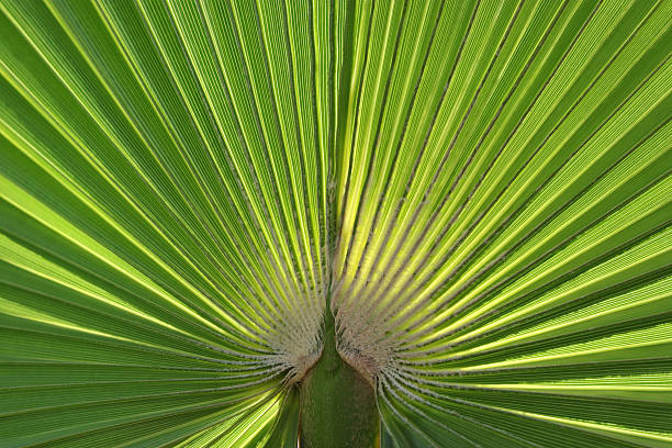 istock Radiating Pattern of a Green Palm Leaf 2224472481