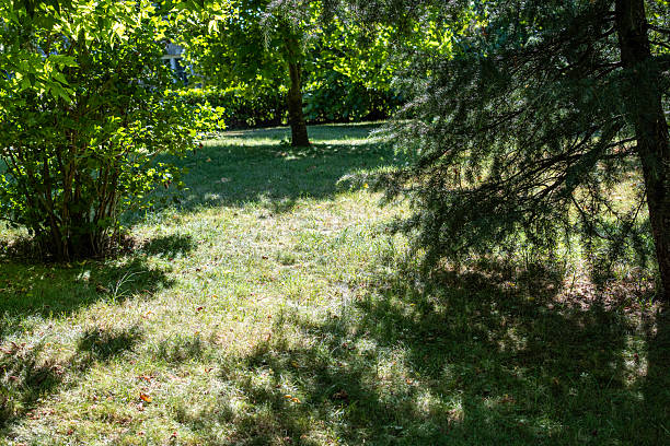Beautifully landscaped garden with manicured trees and a lush green lawn