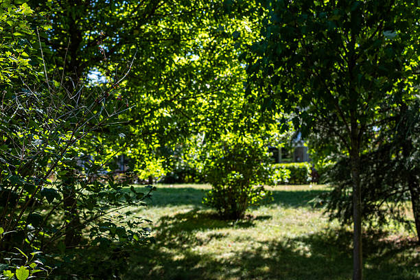 Beautifully landscaped garden with manicured trees and a lush green lawn