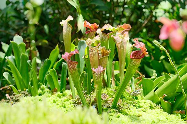 istock Vibrant garden scene with pitcher plants. 2224473661