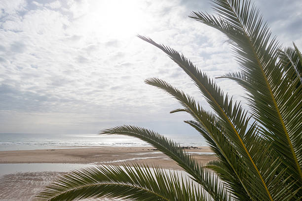 Palm Leaves Framing a Tranquil Beach at Sunset. High quality photo