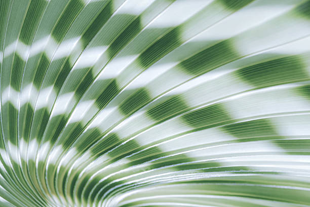 Palm leaf close-up