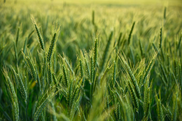 Lush green wheat field under natural daylight. Symbolizes growth, agriculture, and nature’s abundance. Ideal for environmental, farming, and organic product projects.