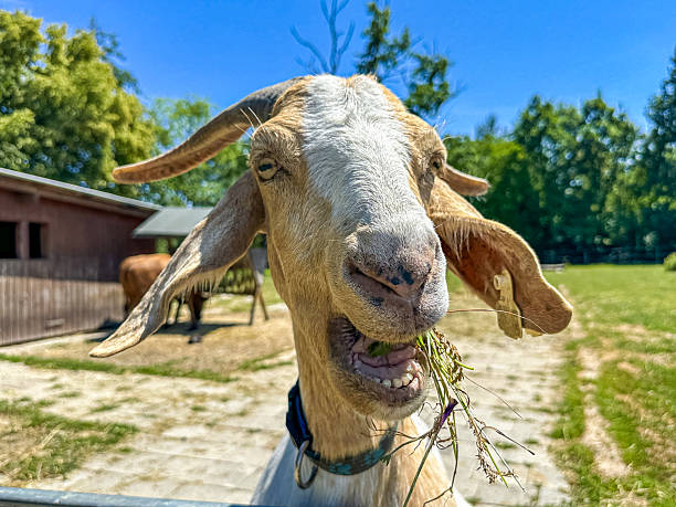 istock goat in sun eating green grass 2224477337