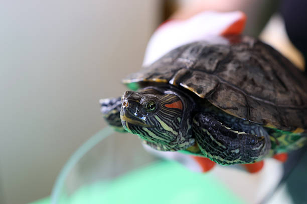 istock People care for and play with a pet red-eared turtle. 2224477707
